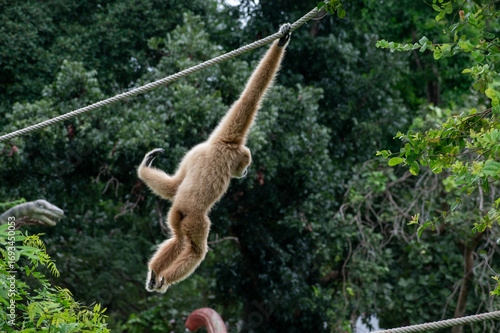 white-handed gibbon / Lar gibbon 