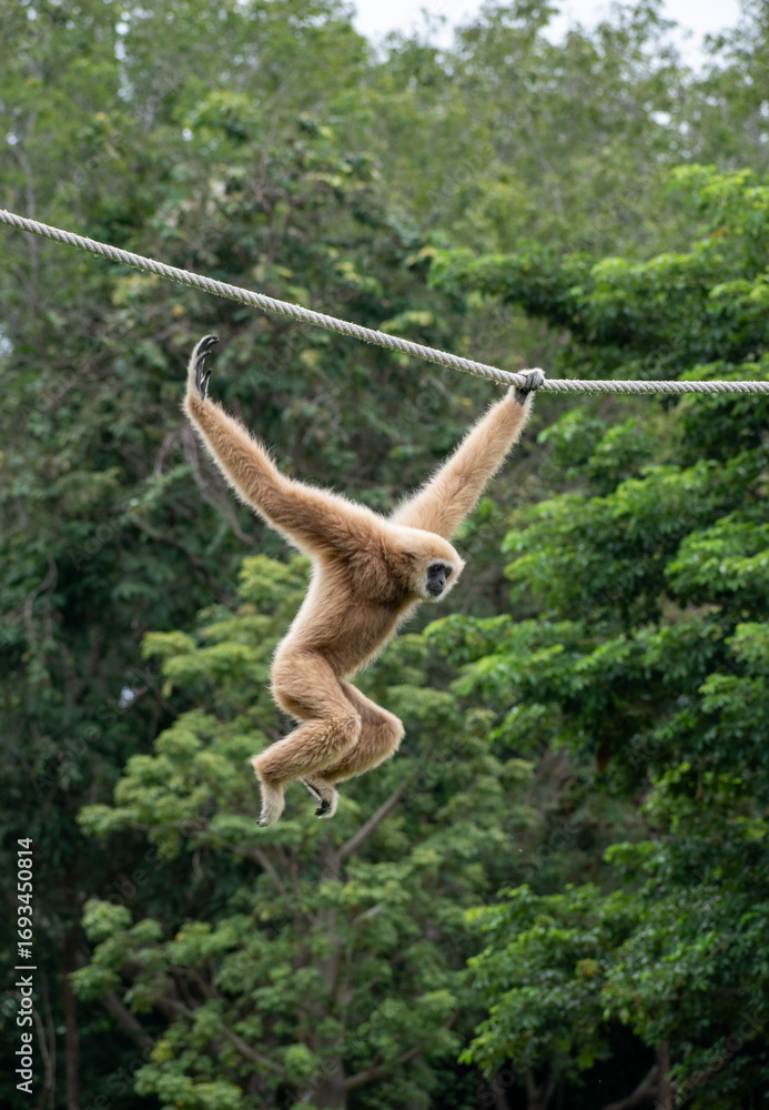 Fototapeta premium white-handed gibbon / Lar gibbon 