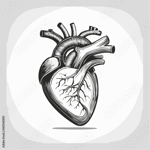 Anatomical heart drawing shows intricate details of the organ's structure on a white backdrop, highlighting the complexity of human anatomy.