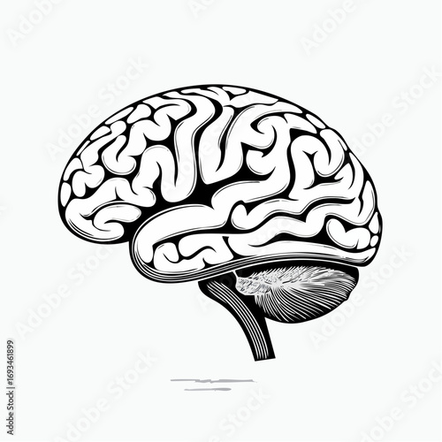 Human brain depicted in detailed monochrome drawing showcasing anatomical structure and complexity on a clean white canvas, emphasizing intelligence and thought.