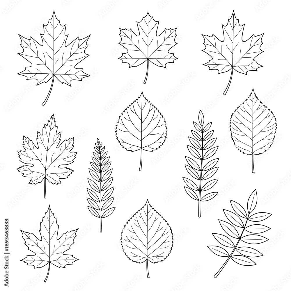 Fototapeta premium Collection of hand drawn detailed botanical illustrations of various autumn leaf varieties and foliage