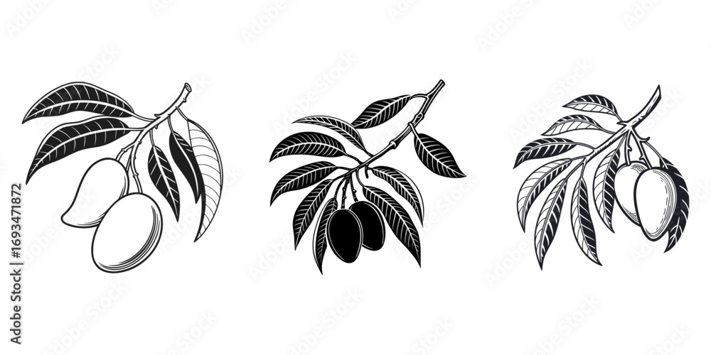 Fototapeta premium mango fruit vector, Fresh Taste of Mangos, Mango vector set