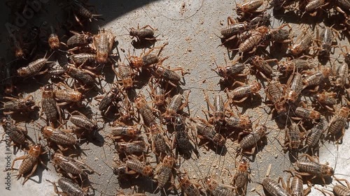 Close-up view of a colony of crickets (Gryllus bimaculatus) on dry substrate, commonly bred as feeder insects for reptiles, amphibians, birds, and exotic pets in insect farming.