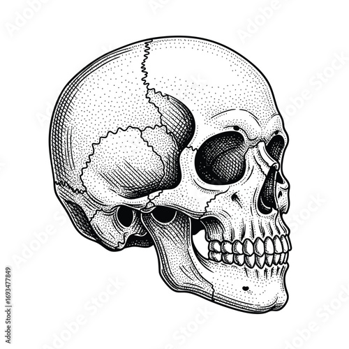 A detailed handdrawn human skull illustration in a vintage engraving style shown in a threequarter profile view.