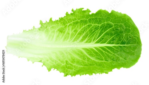 Fresh, vibrant lettuce leaf