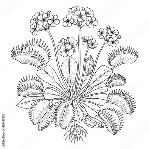 Detailed black and white line art illustration of a flowering Venus flytrap plant with roots.