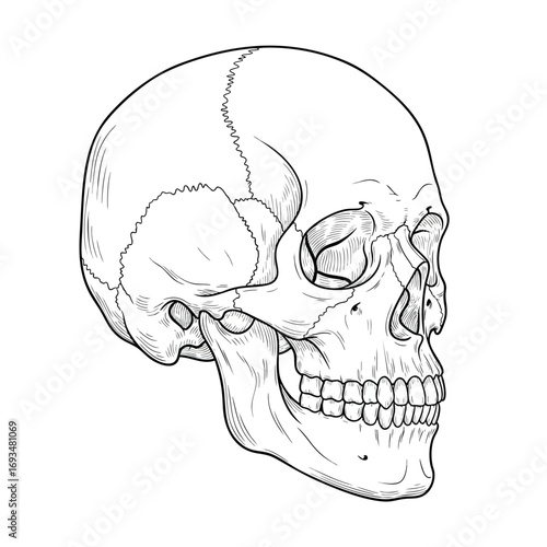 Detailed black and white line art illustration of a human skull from a threequarter angle.