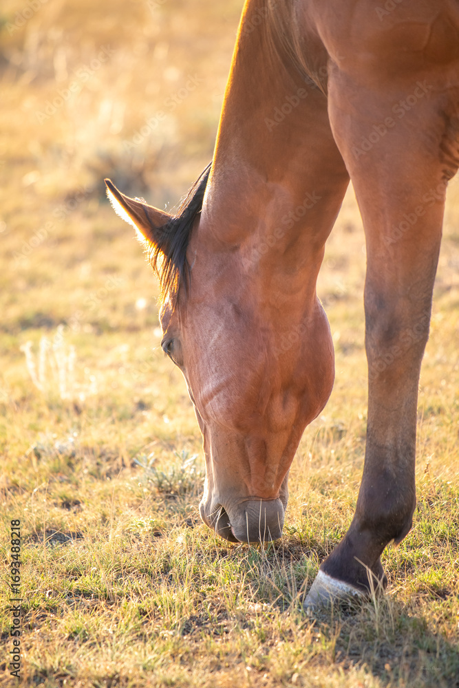 Fototapeta premium Neck anatomy horse pasturing in Wyoming