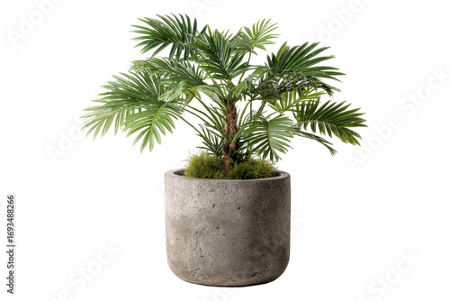 Small decorative palm tree in a grey concrete pot.