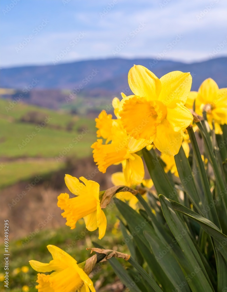 Fototapeta premium Spring daffodils in a rural landscape