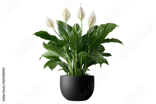 Elegant Peace Lily plant with white flowers in a modern black pot.