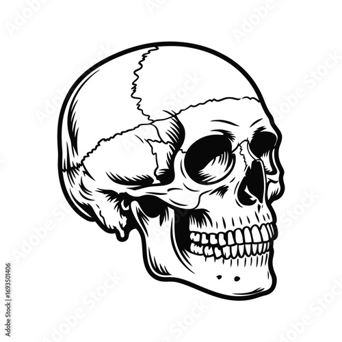 Detailed black and white illustration of a human skull
