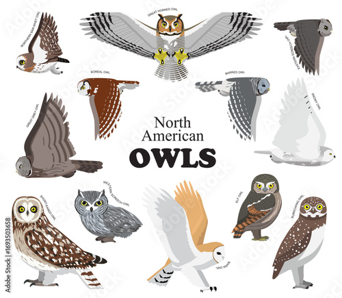 North American Owls Set Vector Collection
