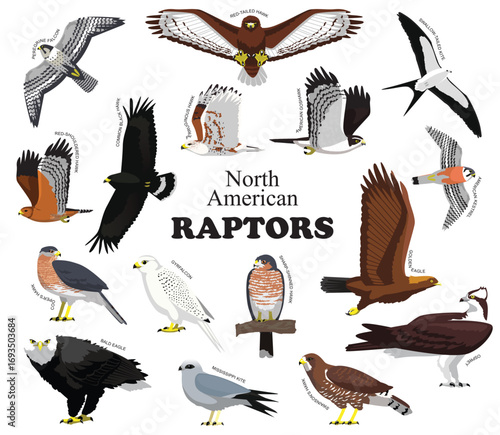 North American Raptors Set Vector Collection