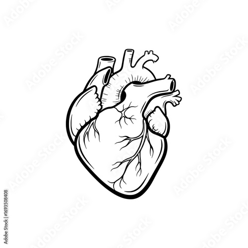 Anatomical Heart in Detail: A detailed black and white illustration showcasing the intricate structure of a human heart, offering a clear and educational insight into this vital organ.