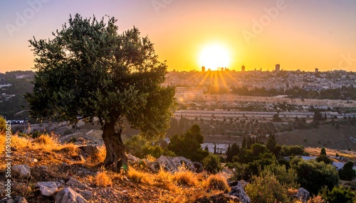 Sunrise over a city, with an olive tree in the foreground