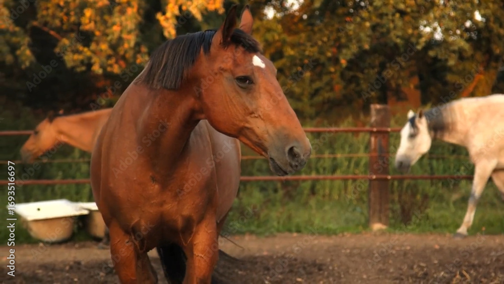 Fototapeta premium two horses in a field