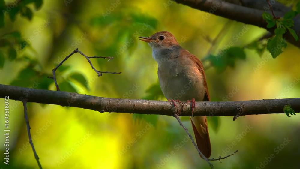 Obraz premium robin in the garden