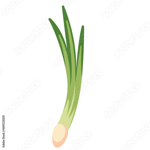 Green onion with long stalks and white bulbs. Suitable for cooking illustrations, recipe designs, or healthy lifestyle graphics.