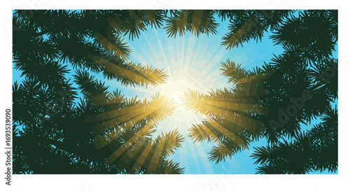 Looking up through evergreen trees at the sun light beams through the foliage