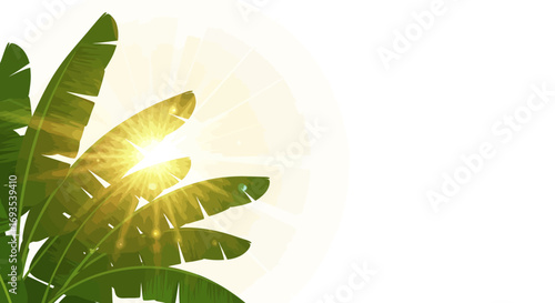Lush green banana leaves bask in sunlight creating a vibrant tropical ambiance
