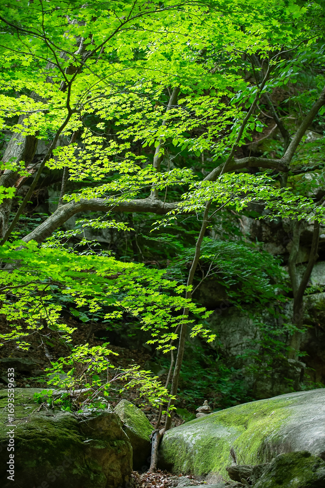 Obraz premium Fresh Green Maple Leaves and Mossy Rocks in Korean Forest