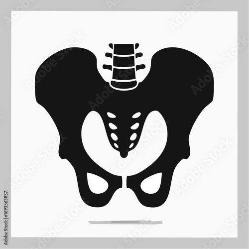 Silhouette of the Human Pelvis: An Anatomical Study 