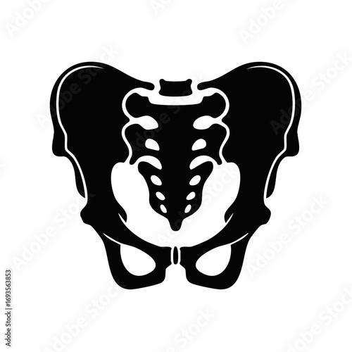 Anatomy of the human pelvis, illustrating bones and the skeletal structure