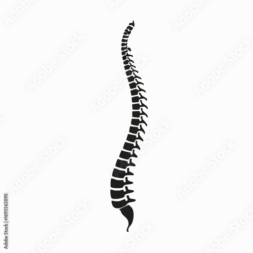 Illustration of the human spine in black and white. A detailed view of the spinal column.