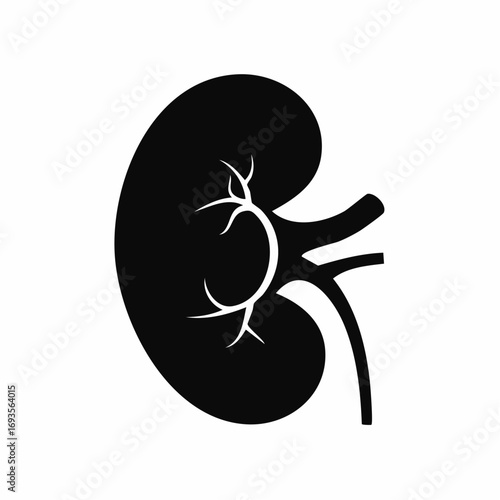Black and white illustration of a kidney