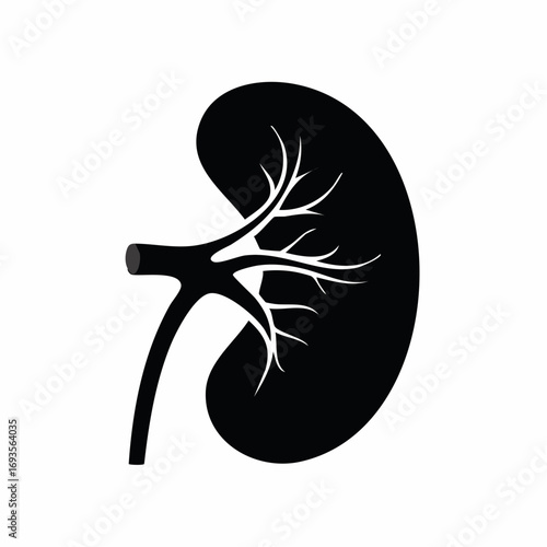 A stylized silhouette of a kidney, perfect for medical and educational use