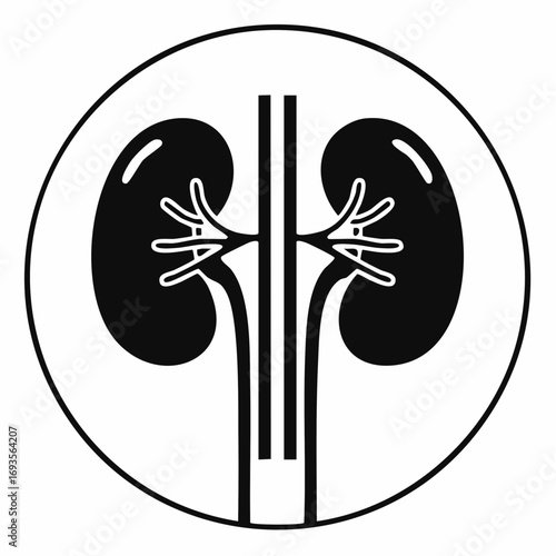An illustration of the kidney's anatomy