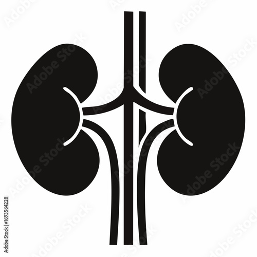 Anatomy of the human kidney. Illustration of the kidney and its key elements in black and white