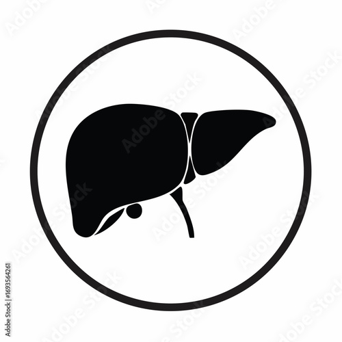 Liver illustration on a circle 