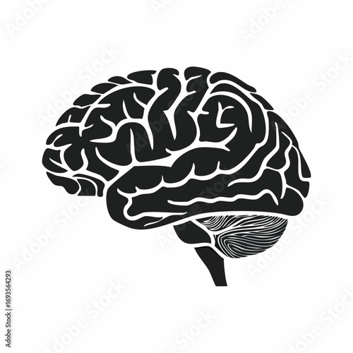 An illustration of the human brain, showcasing its intricate structure. A detailed anatomical depiction of the organ