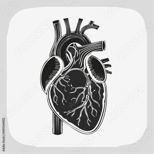 Anatomy of a human heart