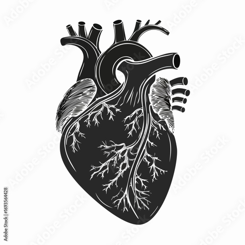 Detailed illustration of a human heart, rendered in a sleek and stylish black and white design, showcasing the intricacies of this vital organ