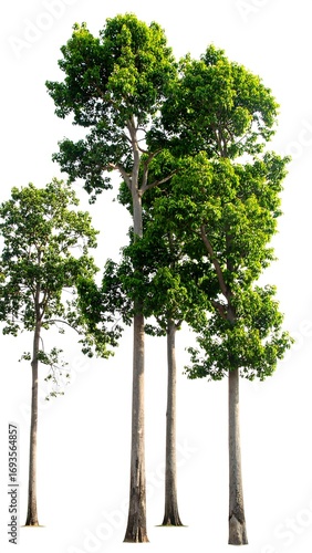 Group of lush green trees