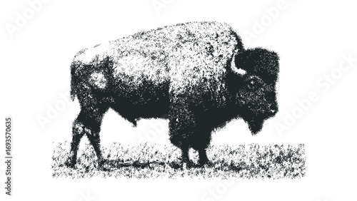 Bison standing on grass field, isolated on white,. Vector hand drawn illustration