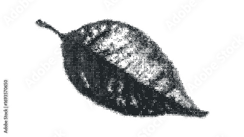 Halftone dot texture applied to a single fallen leaf graphic. Vector hand drawn illustration