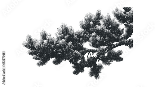 Pine Branch Close-up Stippled Graphic Isolated on Transparent. Vector hand drawn illustration