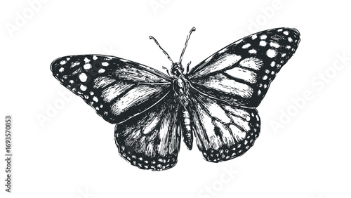 Detailed ink sketch of a monarch butterfly on a transparent background. Vector hand drawn illustration