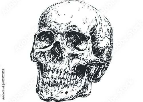 Hand Drawn Sketch of a Human Skull on Transparent Background. Vector hand drawn illustration
