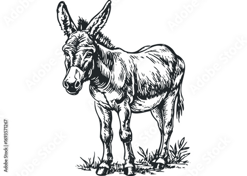 Line art donkey standing in grass transparent. Vector hand drawn illustration