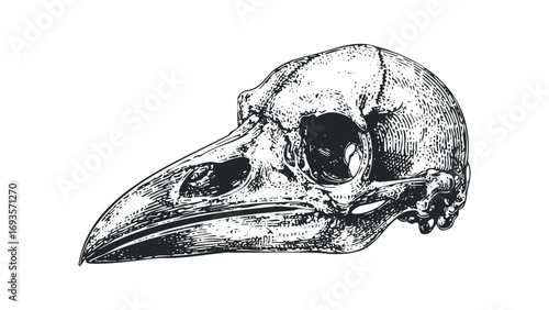 Engraved Bird Skull Transparent Image. Vector hand drawn illustration
