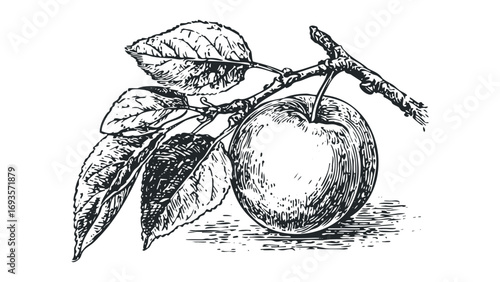 Line drawing of an apple on a branch with leaves on a transparent background. Vector hand drawn illustration