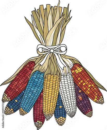 Colorful indian corn cobs tied with raffia a harvest decoration for thanksgiving