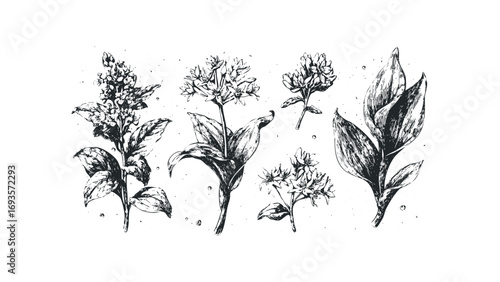 Botanical drawing of flowering plants and leaves on transparent background. Vector hand drawn illustration