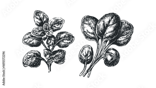 Hand drawn spinach and basil sprigs on a transparent background. Vector hand drawn illustration