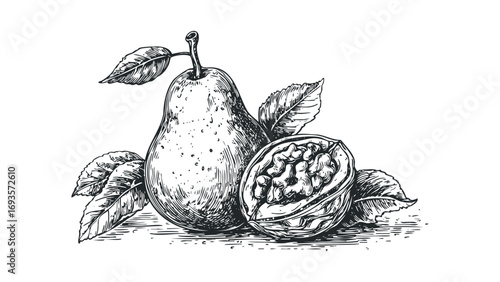 Pear and Half Walnut with Leaves on Transparent Background. Vector hand drawn illustration